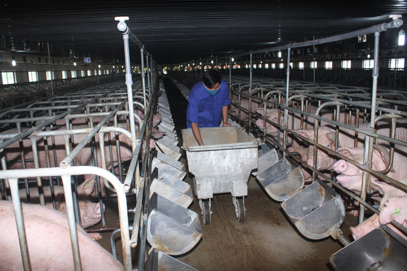 Công nhân chăm sóc đàn lợn nái tại CTCP Phát triển Nông lâm Hà Tĩnh